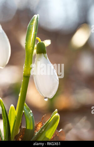 White snowdrops with drops on first spring day. Spring snowdrop flowers blooming in sunny day Stock Photo