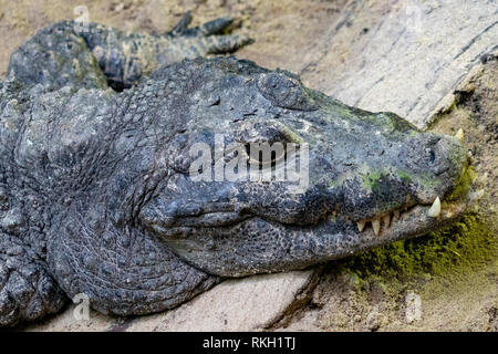 big enourmous crocodile after lunch close up Stock Photo