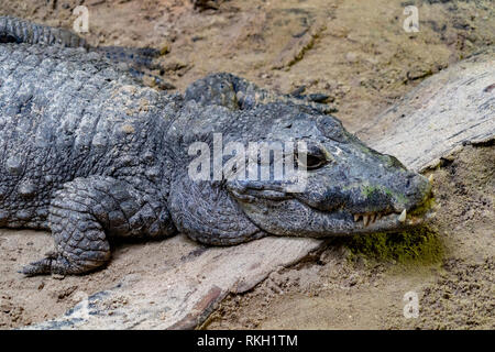 big enourmous crocodile after lunch close up Stock Photo