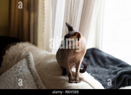 Sphynx cat sits on the bed with his eyes closed. Cat of breed the canadian Sphynx sitting and looking out the window. Stock Photo