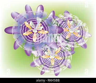 Passiflora climber plant with different tones of purple Stock Vector