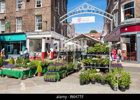 People shopping around a flowering plant stall at the entrance to the Shambles Market York city centre York  North Yorkshire England GB UK EU Europe Stock Photo
