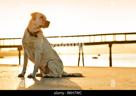 Golden labrador sitting on the beach at sunset. Stock Photo