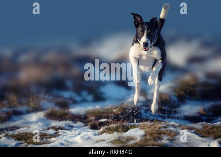 Black & White Collie cross lurcher Dog having fun and jumping in the snow landscape of wales, UK Stock Photo