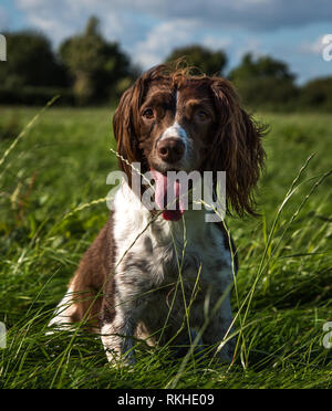 Brown and white springer spaniel sat on the grass in the park. Stock Photo
