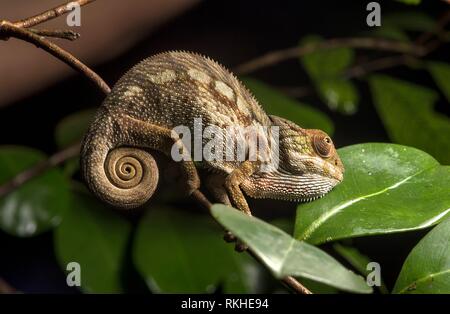 Juvenile Panter chameleon (Calumma parsonii), (Chameleonidae), endemic to Madagascar, Ankanin Ny Nofy, Madagascar.