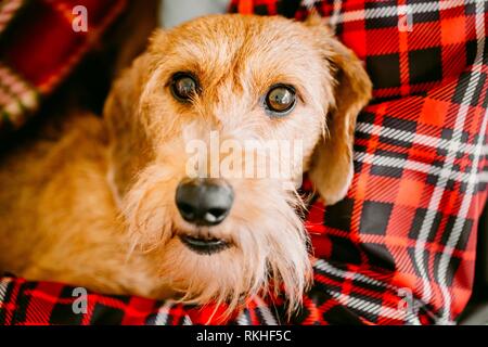 Brown Wirehaired Dachshund Sits In Hands Of Mistress.