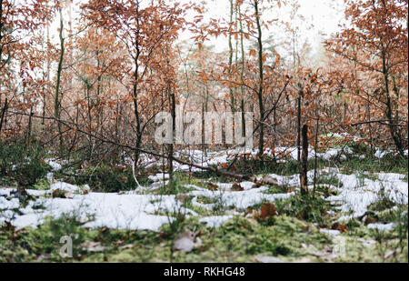 moss with snow lying on the ground in a forest with old leaves hanging on a branch Stock Photo