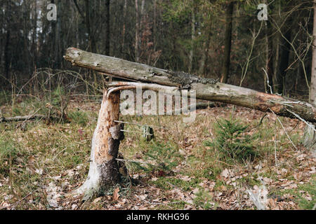 close up of broken tree in a forest Stock Photo