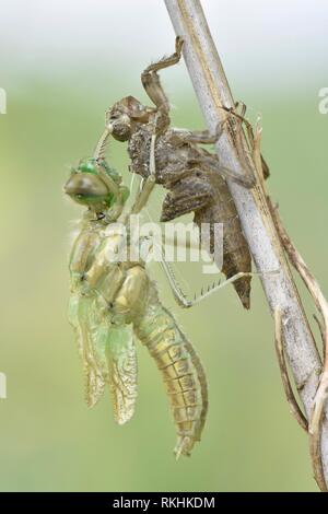 Dragonfly hatch, Four-spotted chaser (Libellula quadrimaculata), immediately after hatching, freshly hatched dragonfly hanging Stock Photo