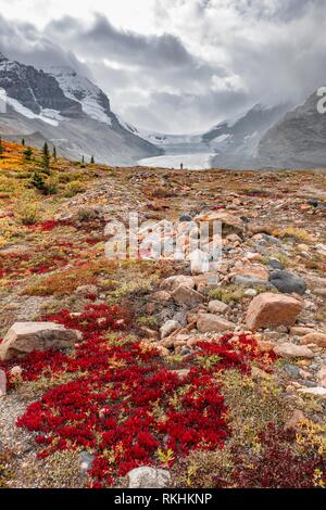 Barren Landscape, Glacial Valley, Mount Athabasca with Saskatchewan Athabasca Glacier, Icefields Parkway, Jasper National Park Stock Photo