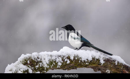 Eurasian Magpie on moss covered branch in winter in snowfall Stock Photo