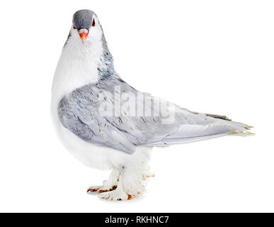 Lahore pigeon in front of white background Stock Photo