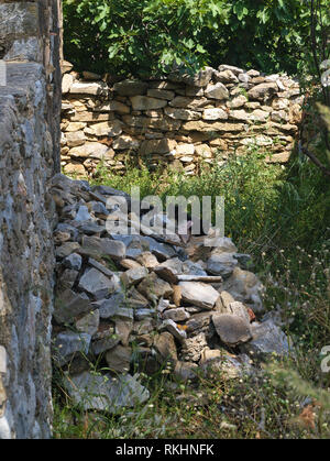 Three kitten on stacked stones from fallen wall in a Greek village Stock Photo