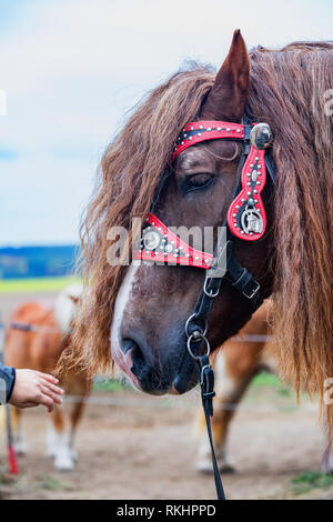 Portrait of a brown stallion Percheron with beautiful mane and harness on autumn land. Beautiful brown draft horse outdoors with white legs. Czech Rep Stock Photo