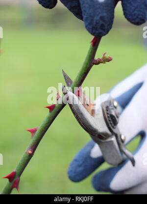 Rosa. Late winter pruning of English shrub rose to just above new bud - January, UK Stock Photo