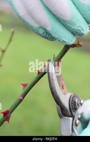 Rosa. Late winter pruning of English shrub rose to just above new bud - January, UK Stock Photo