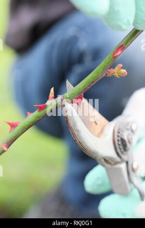 Rosa. Late winter pruning of English shrub rose to just above new bud - January, UK Stock Photo