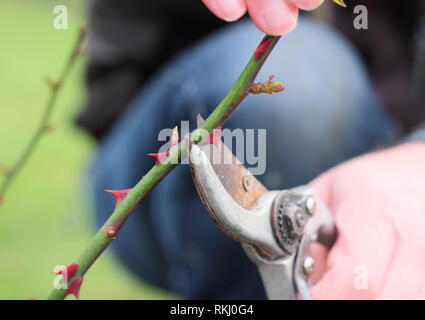 Rosa. Pruning English shrub rose roses in late winter to just above new bud - January, UK Stock Photo