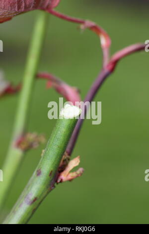 Rosa. Detail of rose pruning angle and subsequent new growth on an English shrub rose - January, UK Stock Photo