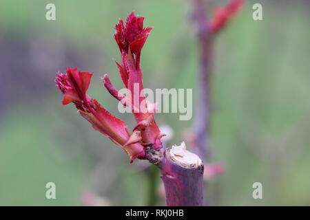 Rosa. Detail of correct rose pruning angle and subsequent new growth on an English shrub rose - January, UK Stock Photo