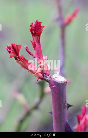 Rosa. Detail of correct rose pruning angle and subsequent new growth on an English shrub rose - January, UK Stock Photo