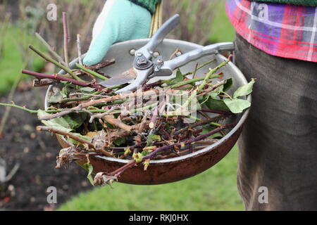 Rosa. Gardener carrying winter rose prunings clippings in metal container with secateurs - January, UK Stock Photo