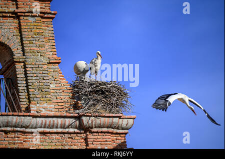 Storks in their nest in a tower in Segovia Spain Stock Photo