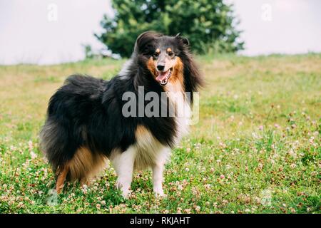 Rough Collie, lassie, Dog Stock Photo - Alamy