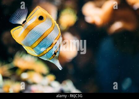 Copperband Butterflyfish Or Beaked Coral Fish Chelmon Rostratus Swimming In Aquarium.