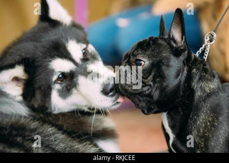 can alaskan malamutes be bulls