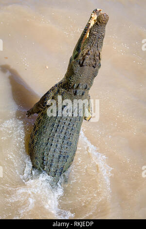 Saltwater crocodile (Crocodylus porosus) jumping out of the water, Australia Stock Photo