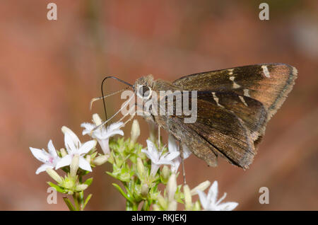 Southern Cloudywing, Cecropterus bathyllus, nectaring from diamondflowers, Stenaria nigricans Stock Photo