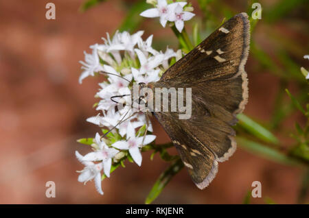 Southern Cloudywing, Cecropterus bathyllus, nectaring from diamondflowers, Stenaria nigricans Stock Photo