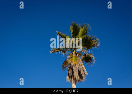 Palm tree isolated on clear blue sky. Stock Photo