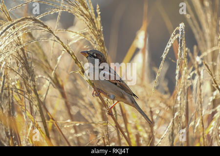 Sparrow sits in the reeds on a beautiful summer day at Ammersee Stock Photo