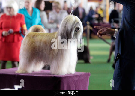 Kennel club tibetan shops terrier