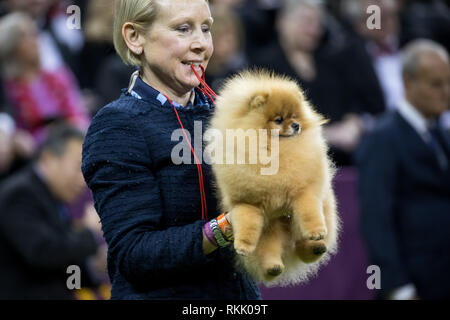 Westminster pomeranian 2024