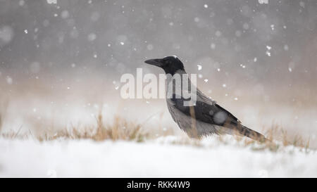 Hooded crow on snow in winter during snowfall Stock Photo