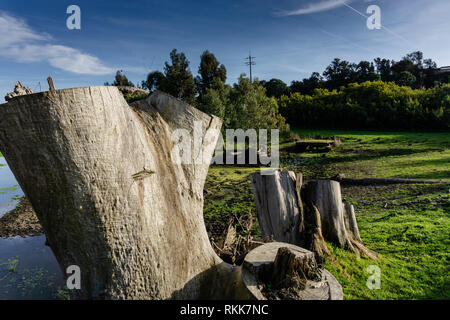 Trunk of fallen high dried tree without leaves and bark on the bank of a narrow river in summer time Stock Photo