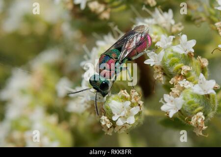 Ruby-tailed wasp / Cuckoo wasp / Jewel wasp (Pseudospinolia marqueti) feeding on Cretan oregano (Origanum onites) flowers, Lesbos / Lesvos, Greece Stock Photo