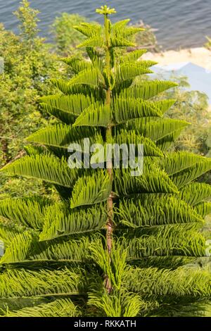 A Norfolk Island Pine Tree Near Lake Kivu In Kibuye Rwanda Stock Photo Alamy