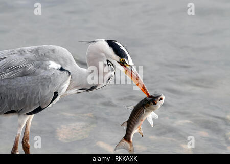 A great gray heron catches a fish from river Douro Stock Photo - Alamy