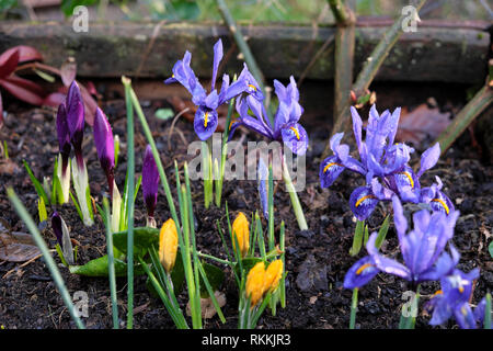 Spring bulbs iris reticulata in bloom with yellow crocus flowers growing in a large planter container in a country garden in Wales UK . KATHY DEWITT Stock Photo