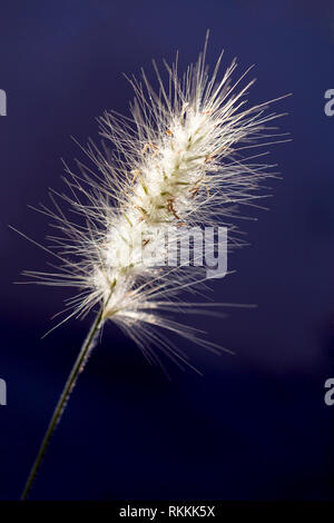 Spikelets close up, illuminated by the sun on a dark blue background Stock Photo