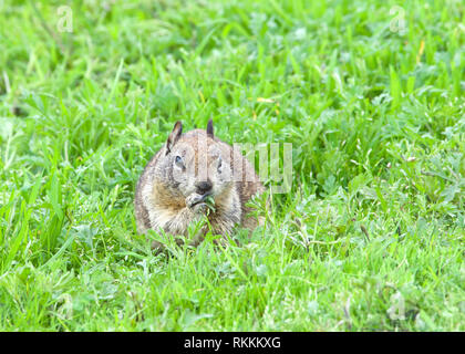 ground squirrel eating fresh green grass abundant after recent rains. The ground squirrel is known for its tendency to rise up on its hind legs whenev Stock Photo