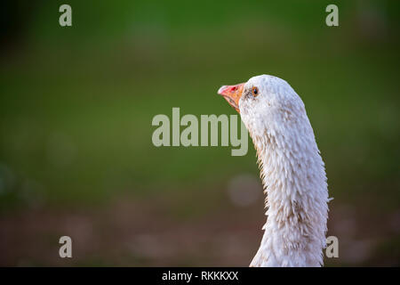 Beautiful white goose on a meadow in front of green background. Portrait of neck head and beak. Stock Photo