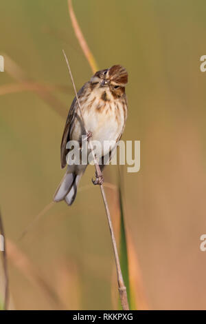 Reed Bunting (Emberiza schoeniclus), adult female in winter plumage perched on a stem Stock Photo