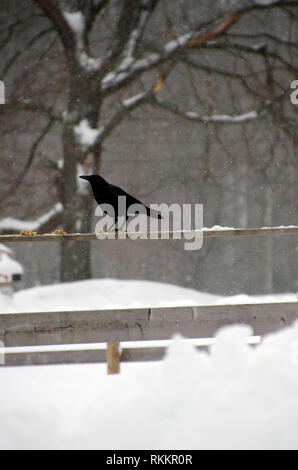 crow standing on fence in snow, Maine, USA Stock Photo