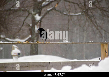 American crow standing on fence in falling snow eating food out left for it, Maine, USA Stock Photo